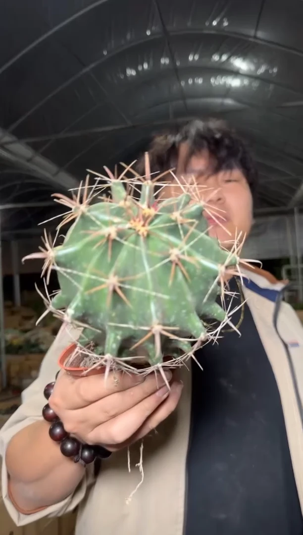 【实生根 】 雎鸠玉