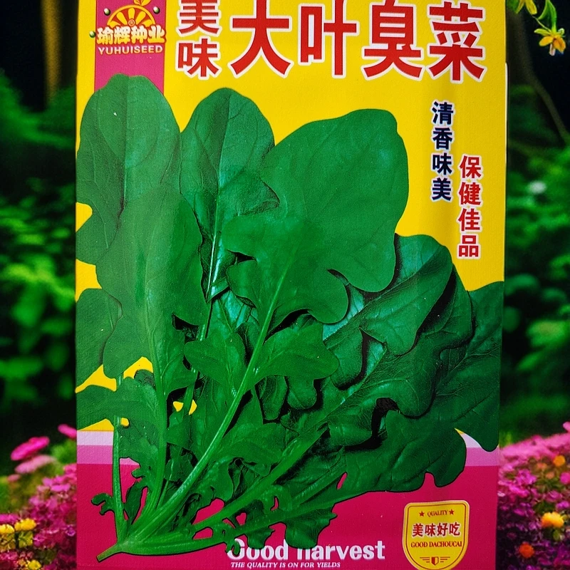 大叶臭菜籽拍一发二