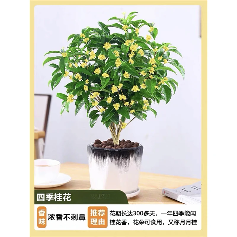 盆栽四季桂花树月月桂开花带香味阳台室内外好养庭院花卉绿植带花