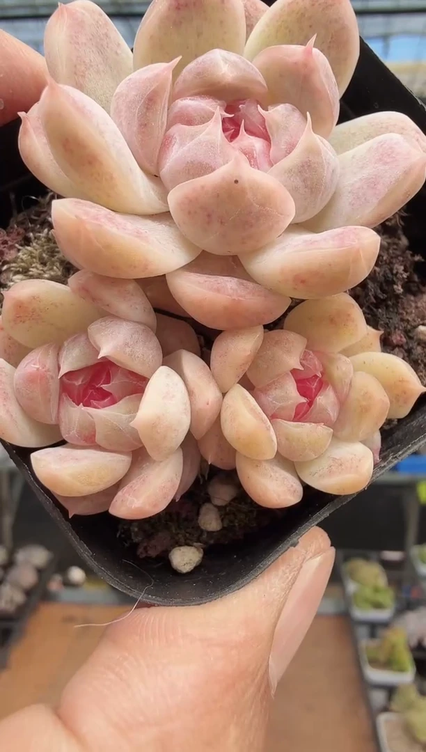 东云多肉园新款-259