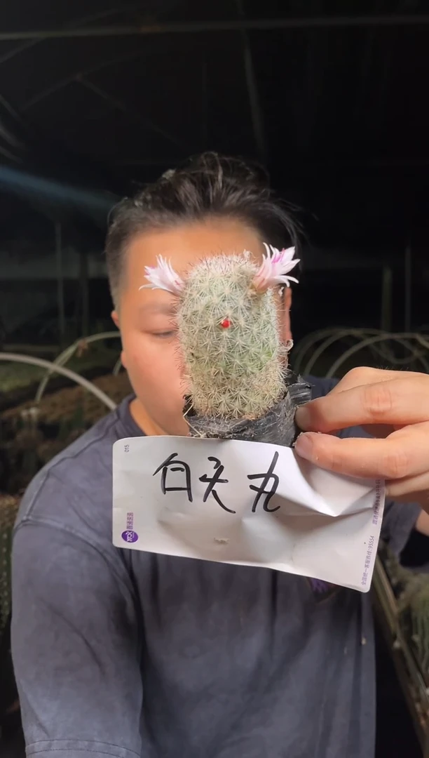 白天丸  2颗4.88