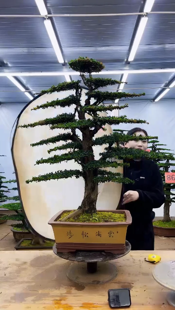 无花朵一物一拍，所见即所得