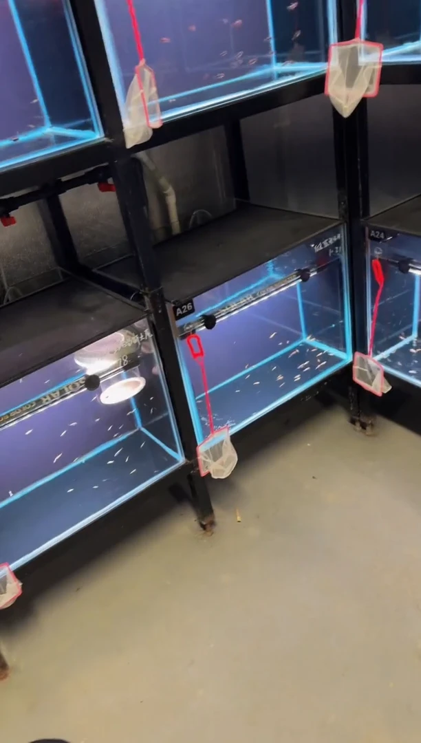 灯科鱼纸*D21-2号浅云3.5cm左右（不包黑点）1条