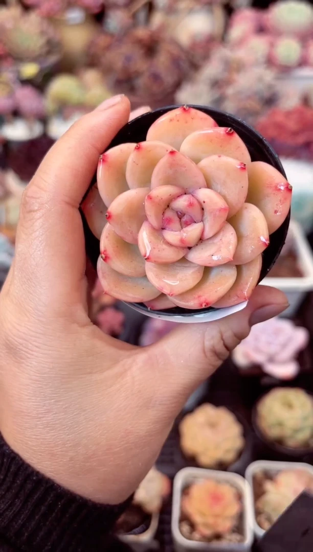 【闪购商品】7770单头多肉