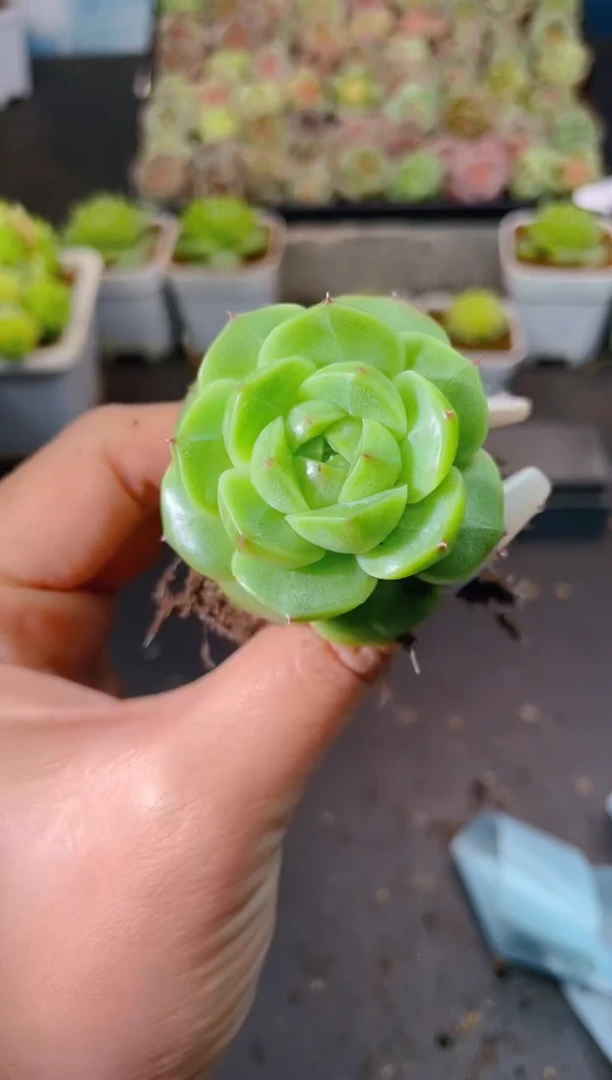 714翡18一物一拍