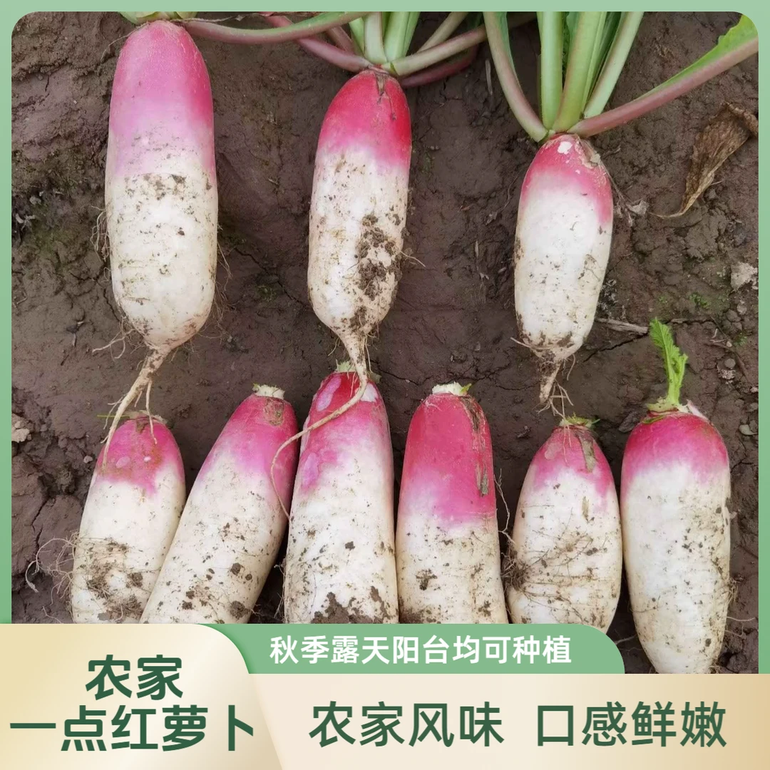 一点红萝卜种子红萝卜农家萝卜种子秋季露天菜地阳台种植