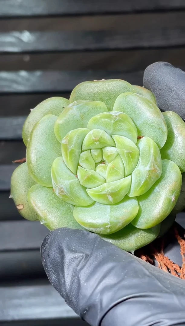 31-29 菜包3-4厘米量拍发一颗