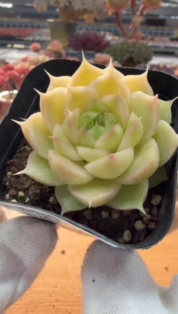 东云多肉园二店-07