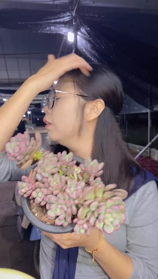 桃心群 挑大的   8