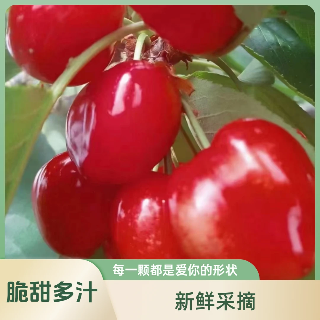 （省内拍）天水大樱桃萨米脱5斤装顺丰包邮新鲜当季水果孕妇优选