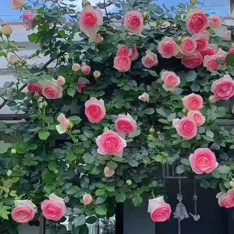 精品爬藤月季花苗