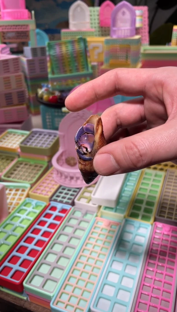 陌派有钳寄居蟹362紫陆