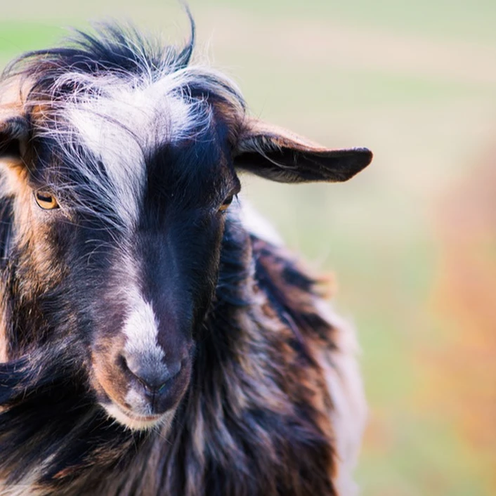 黑山羊农家山货农家土货