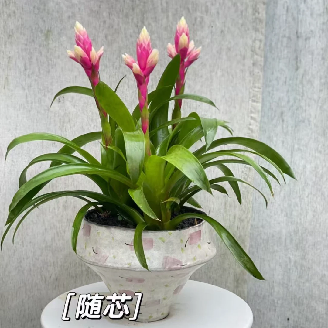 盆栽糖果凤梨现带高室内