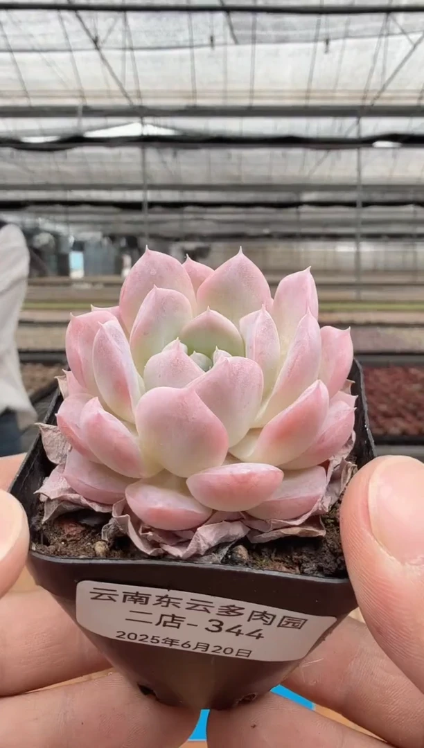 东云多肉园二店-344