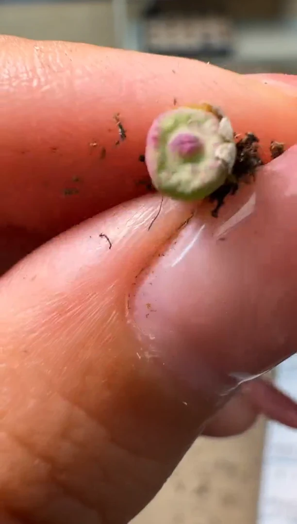 4-119多肉植物肉锥