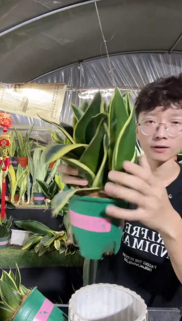 宝塔金荷花带盆土带仔13厘米18.8