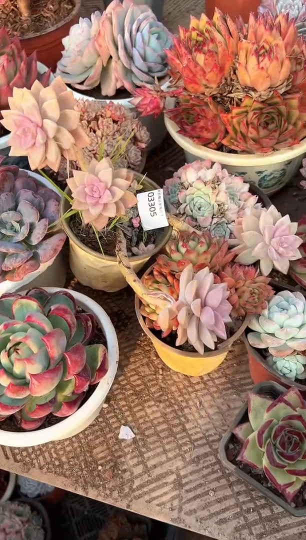 南**弦多肉植物一物一拍03305