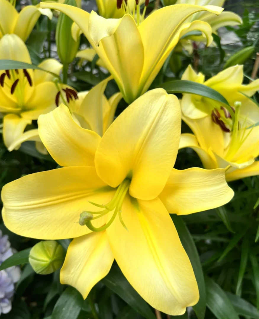 【AA阿特-香水百合】黄色香水百合 颜值高夏天家居鲜花