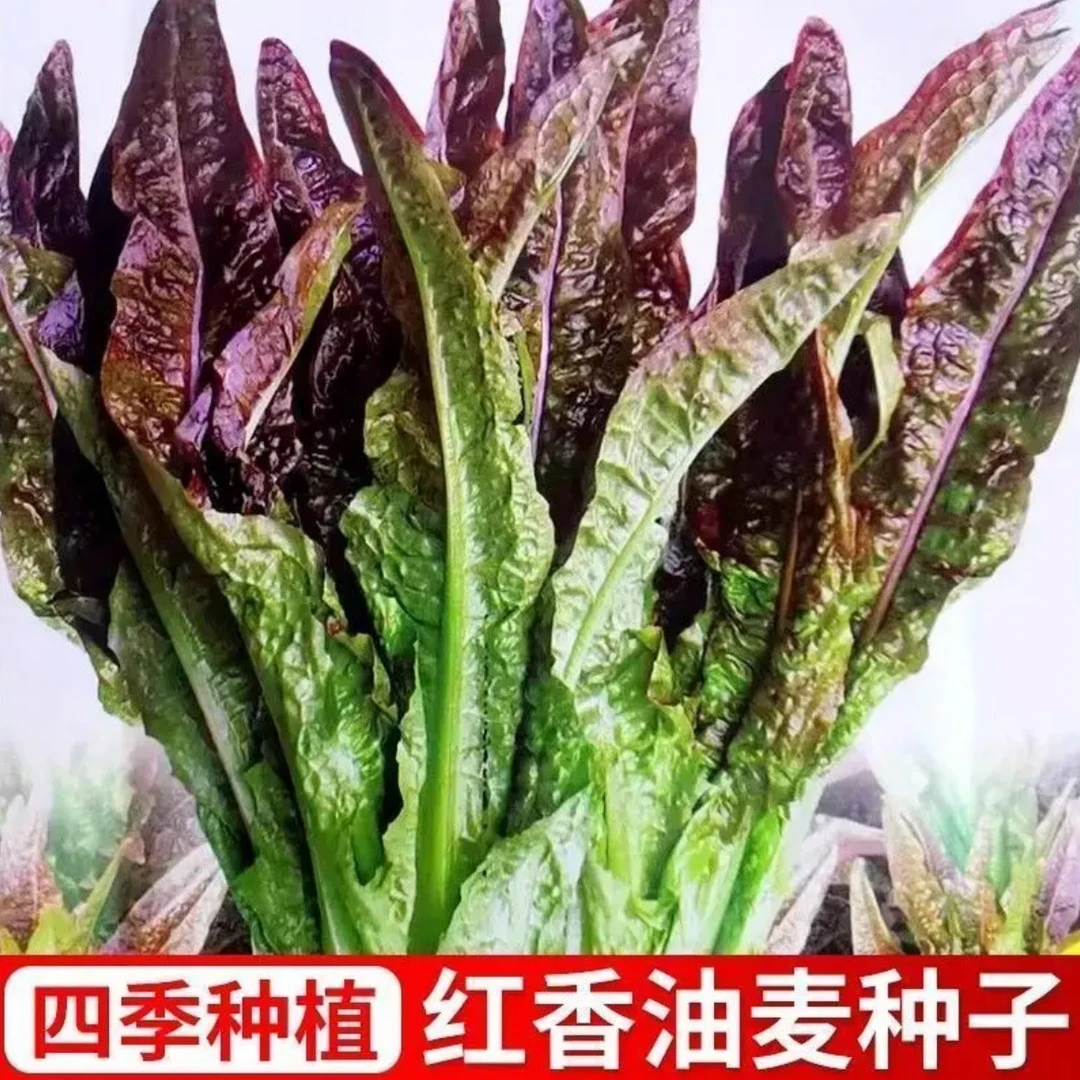 四季红香油麦菜南北方花盆庭院种植菜籽蔬菜