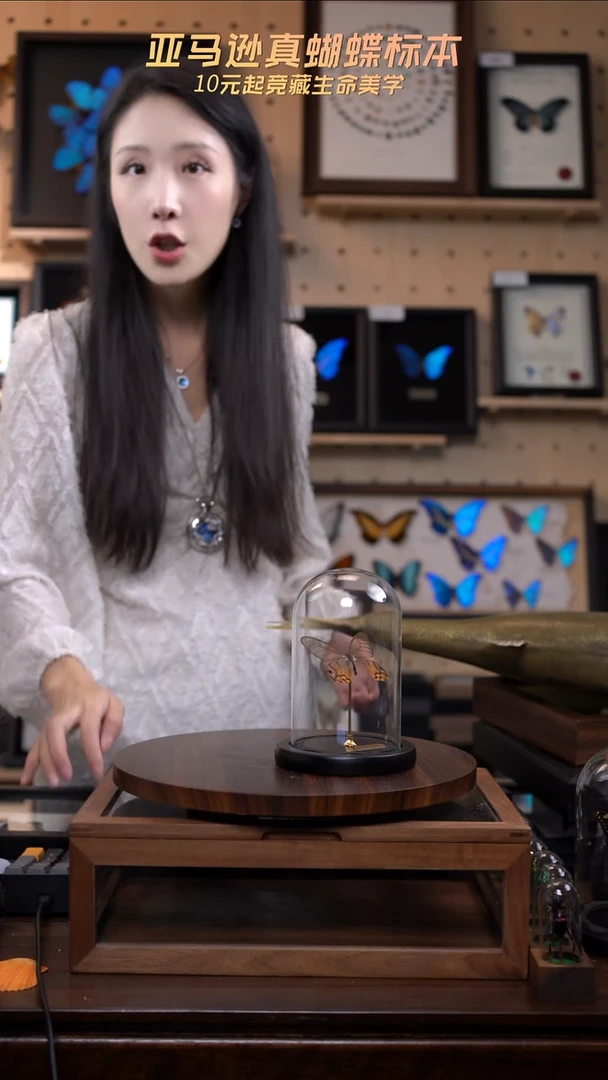 黄晶眼蝶小号玻璃罩