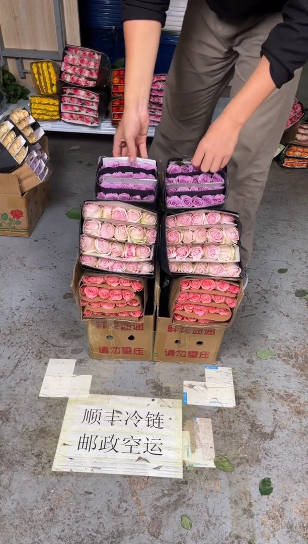 戴安娜20枝+紫霞20枝+粉红20枝