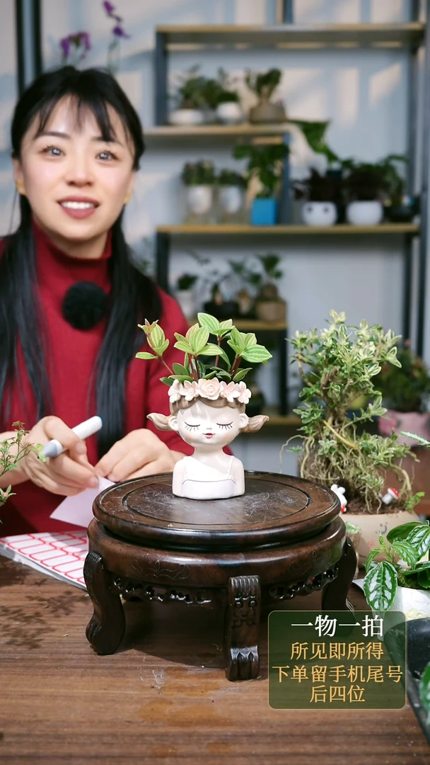 【闪购商品】92--8837轮叶仙女