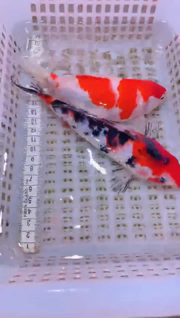 锦鲤冷水观赏鱼全场包邮157