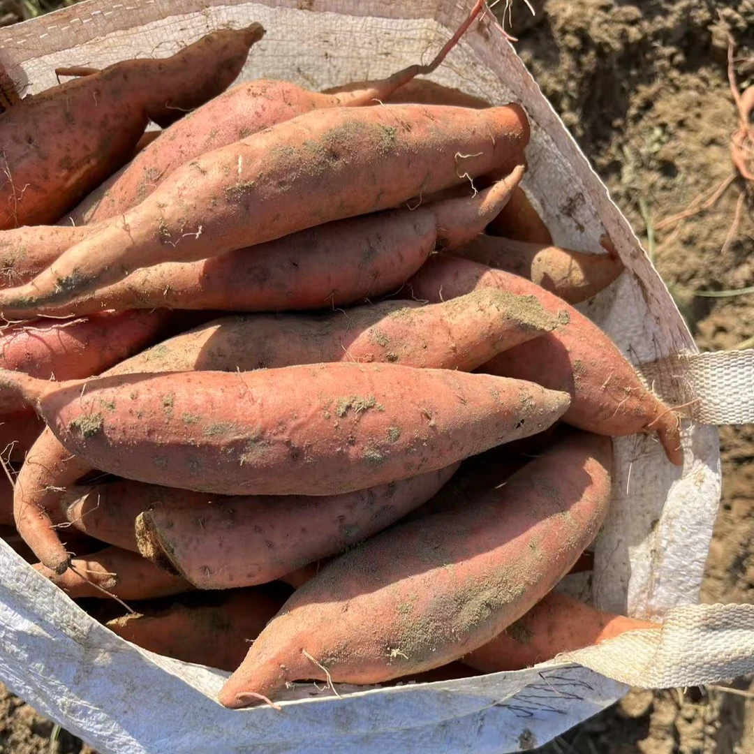 南充西充农家收购原生态糖心红薯红苕西瓜红蜜薯新鲜番沙地烤地瓜