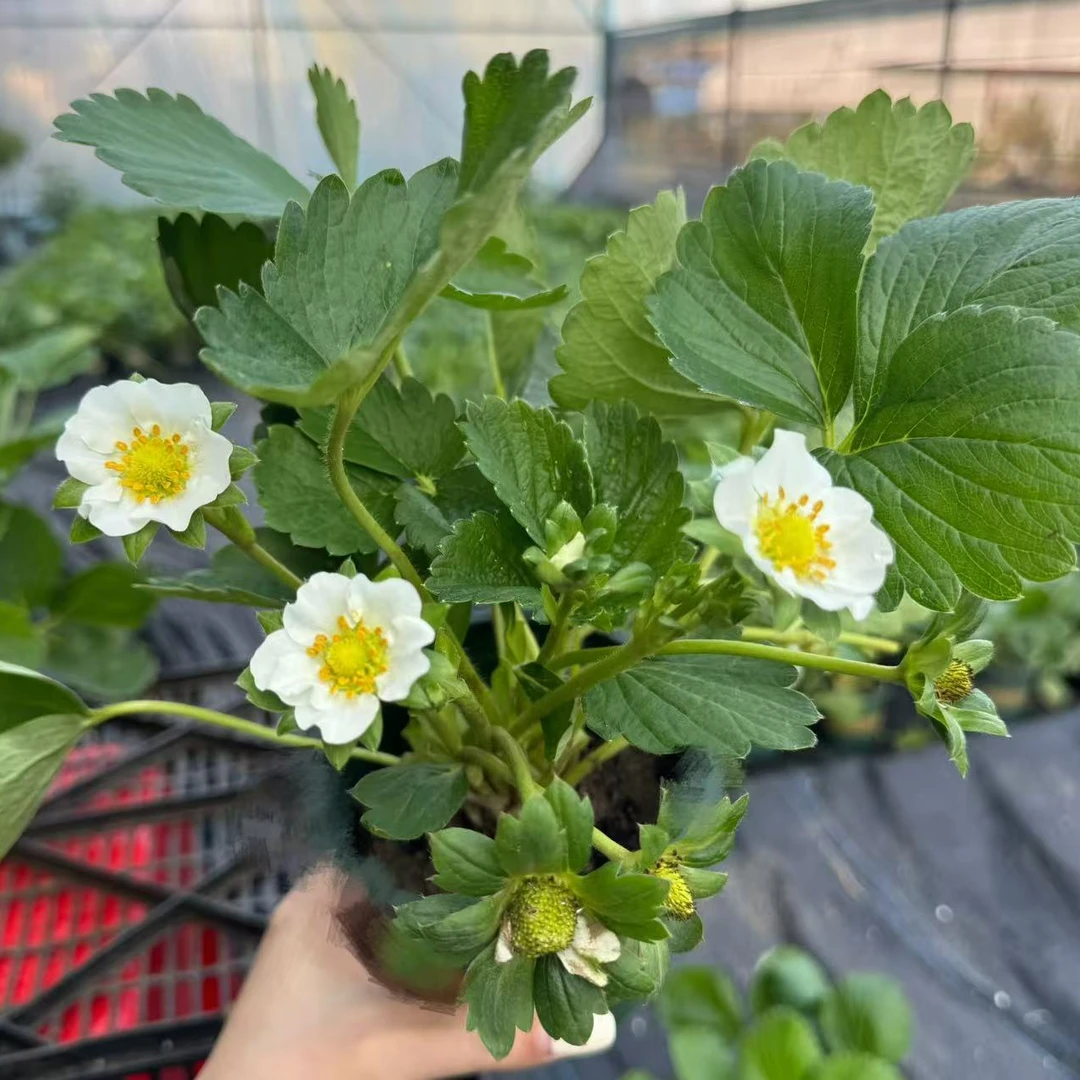 带盆带花带果四季草莓阳台盆栽好养