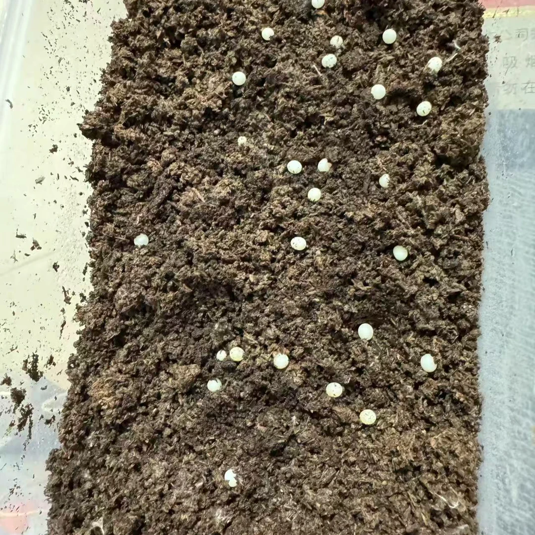 (拍）长戟大兜虫169无忧罐gfox -goaks X of136fox血（1-2龄幼虫）