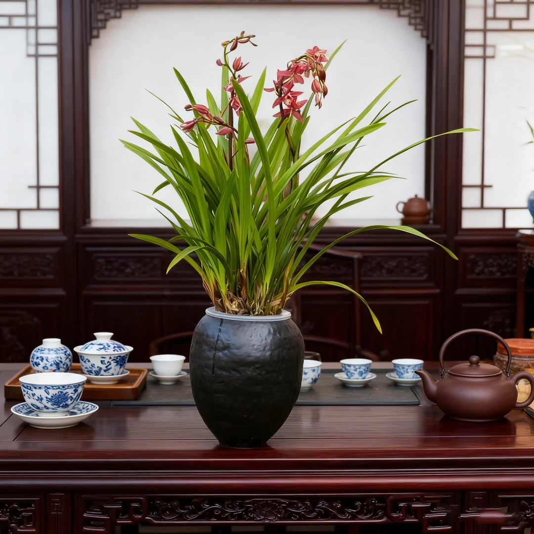 水榭花乡水培韩国小姐室内家居好养护开花兰花盆栽简约懒人好养
