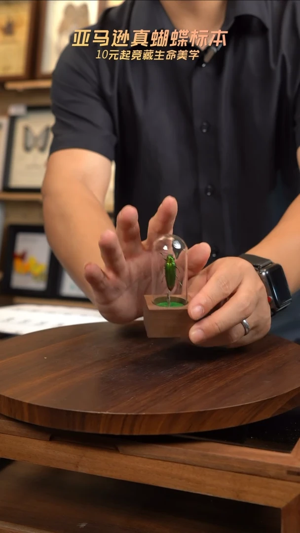 欢乐吉丁虫胡桃木试管款