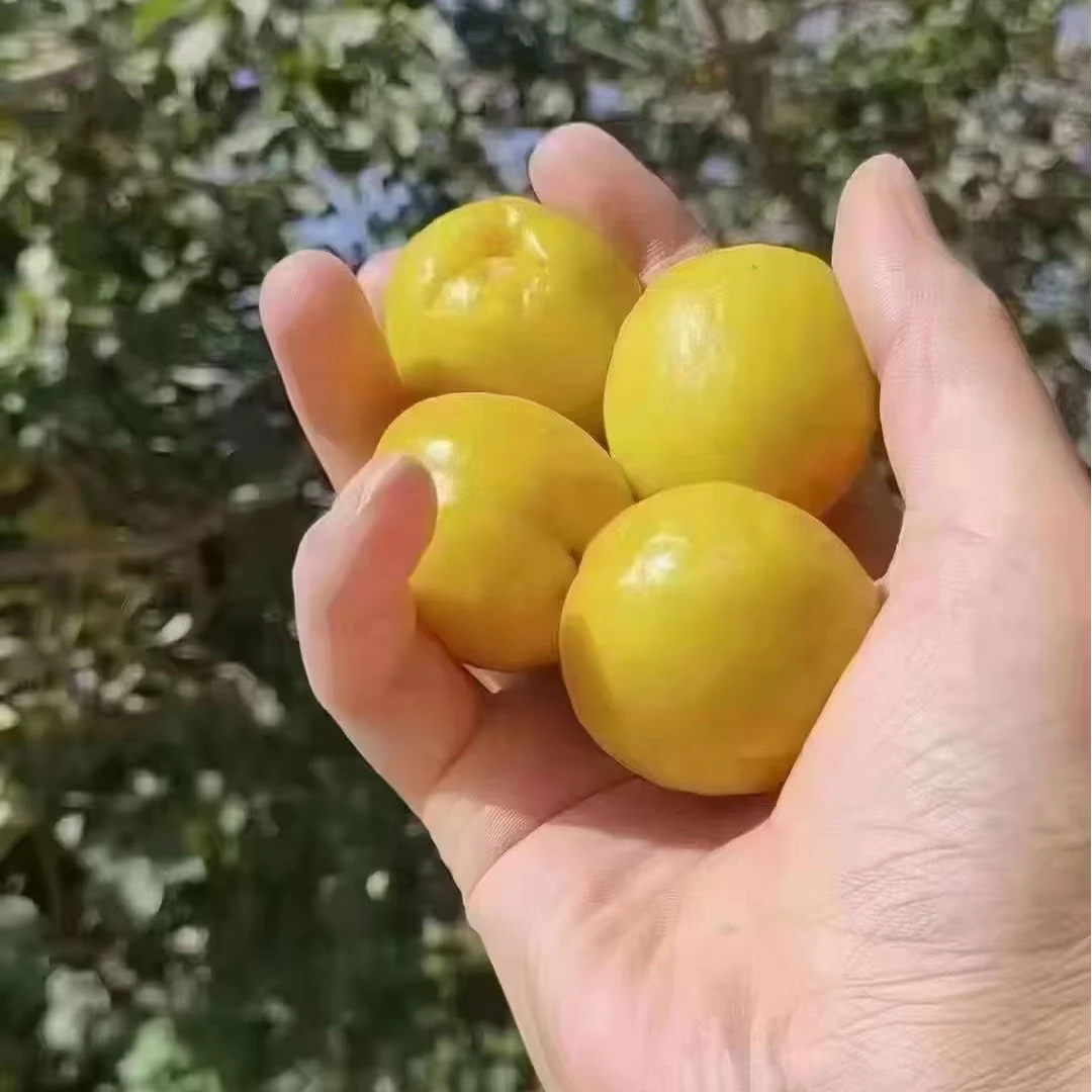 （省内包邮）唐汪大接杏包核杏顺丰到家