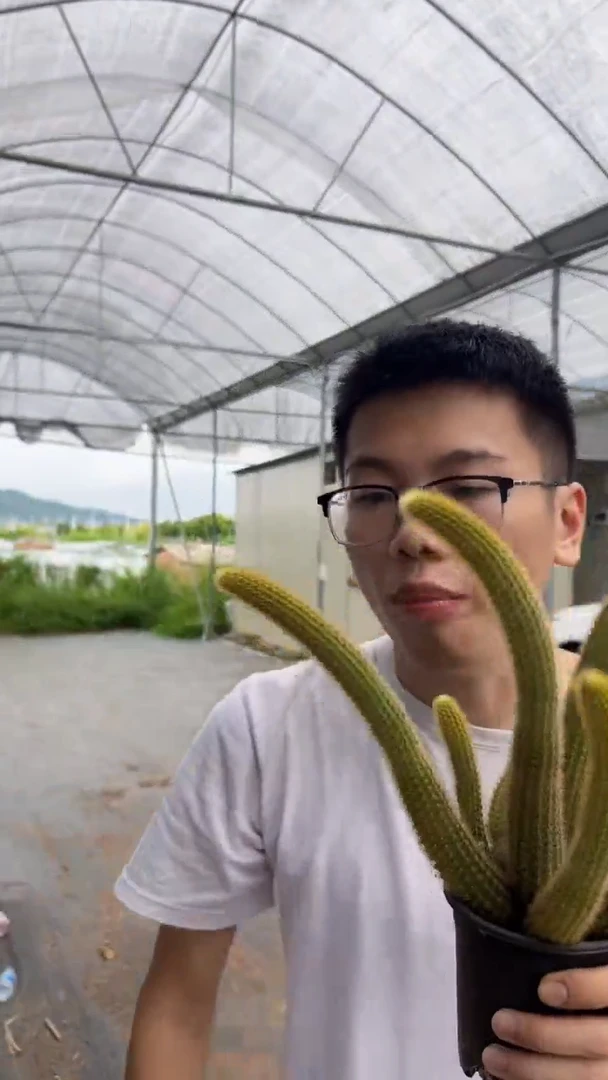 7头起发 红蜻蜓 金妞【带根】