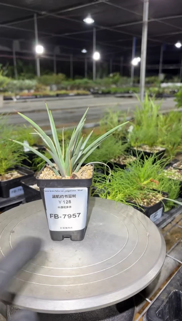 蓝姬约书亚树FB-7957