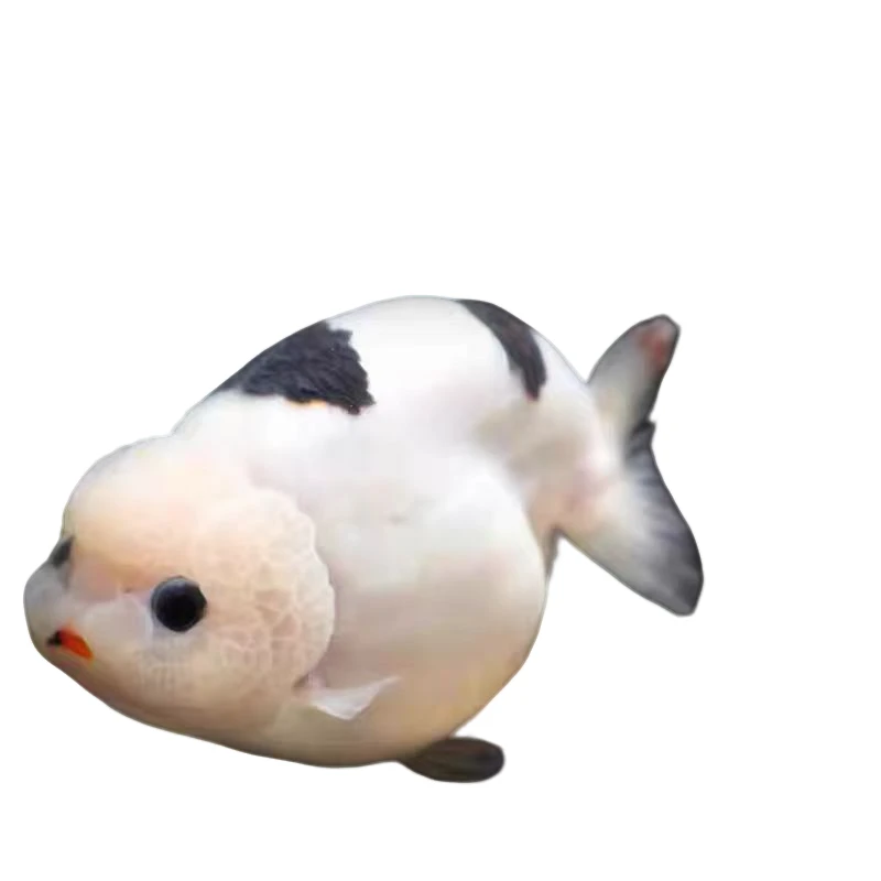 【 精品兰寿泰狮 】