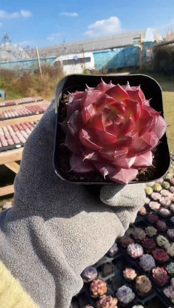 东云多肉园新款-167