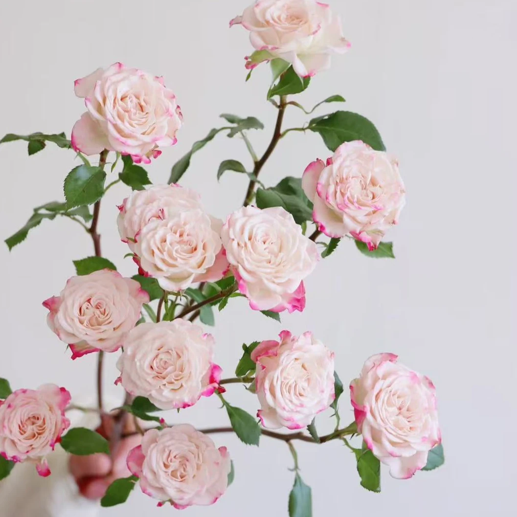 【折射泡泡多头玫瑰】云南昆明鲜花基地优质鲜切花