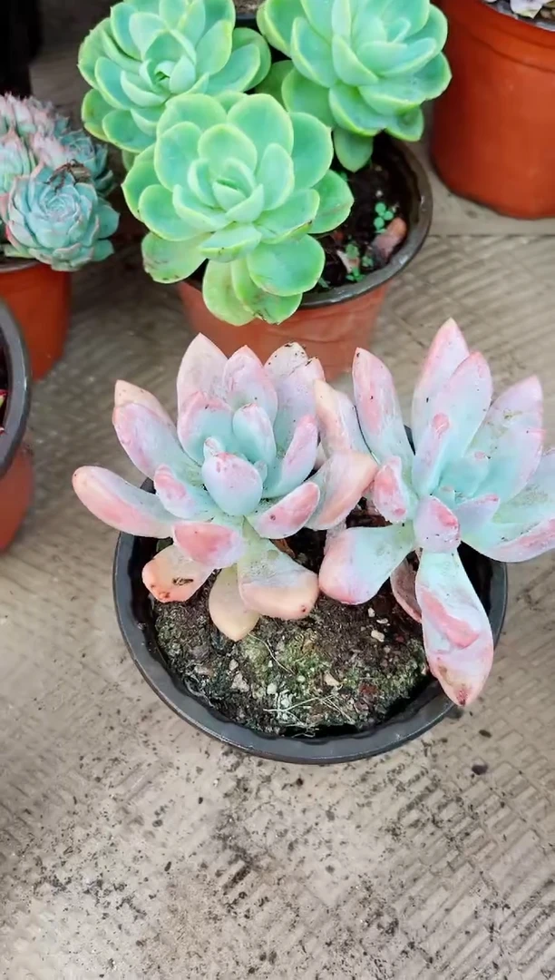 小***?29052多肉植物一物一拍