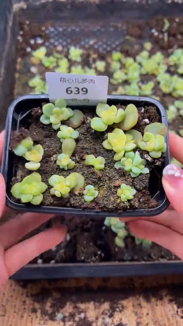 639多肉植物多肉植物绿透切糕