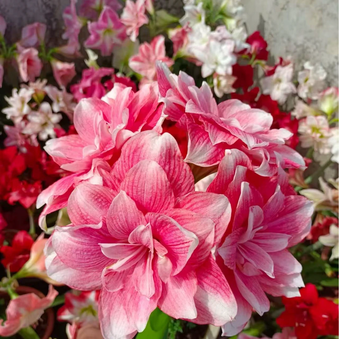 朱顶红双梦 重瓣朱顶红 大花 包对版