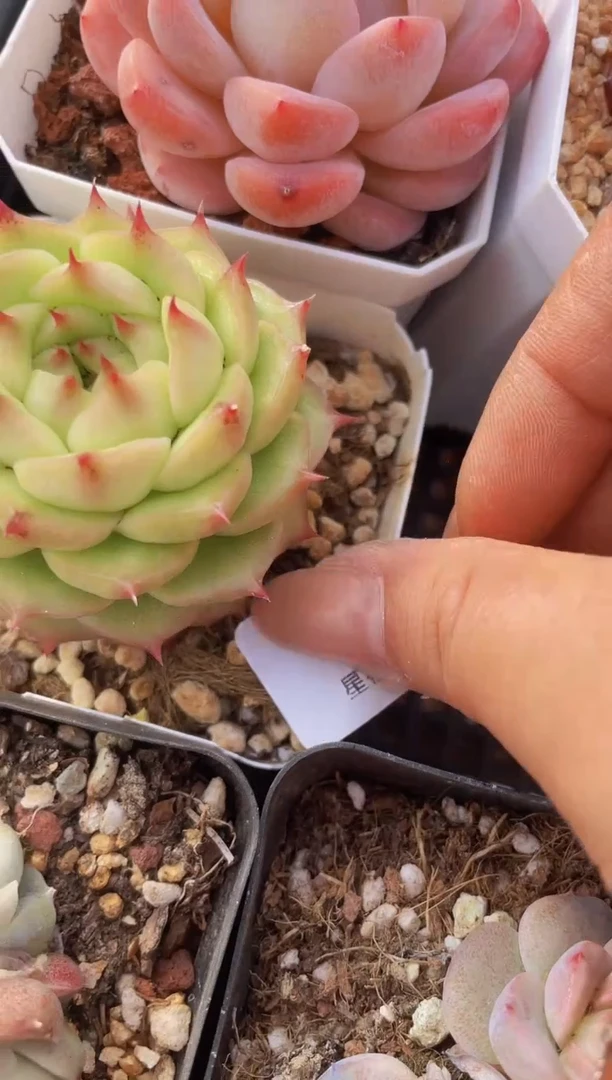 【闪购商品】124海胆多肉