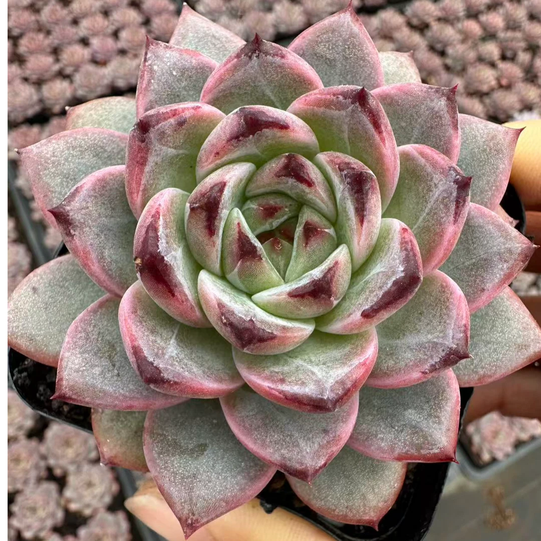 5#兰博基尼多肉植物 前男友精品多肉