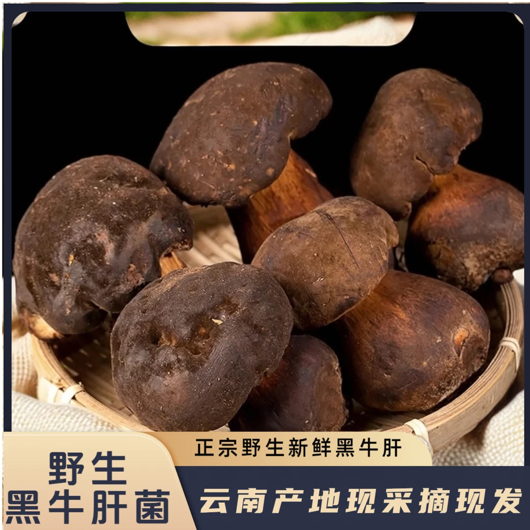 【老关甄选】云南野生鲜细脚黑牛肝菌现采现发 空运直达
