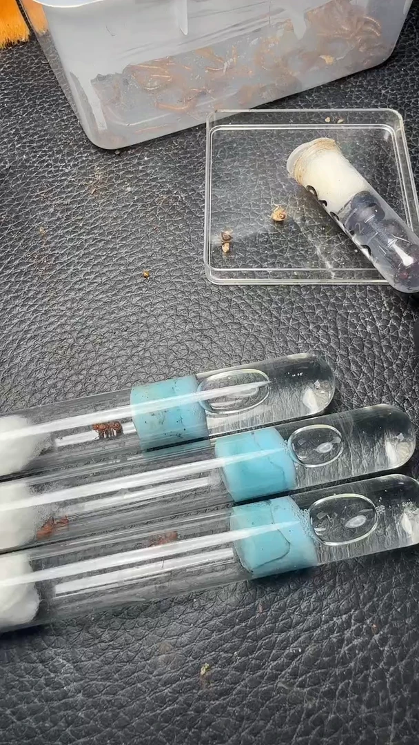 蚂蚁工坊双色须蚁