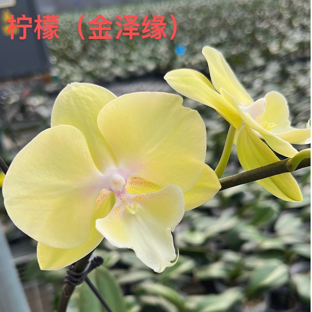 蝴蝶兰-【柠檬蝴蝶兰】苗子3.5寸加高杯原杯发（无花无梗）