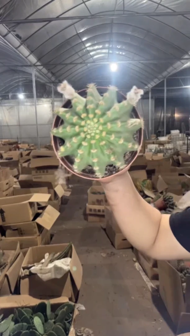 7-9cm 席克氏彩草【实生根】