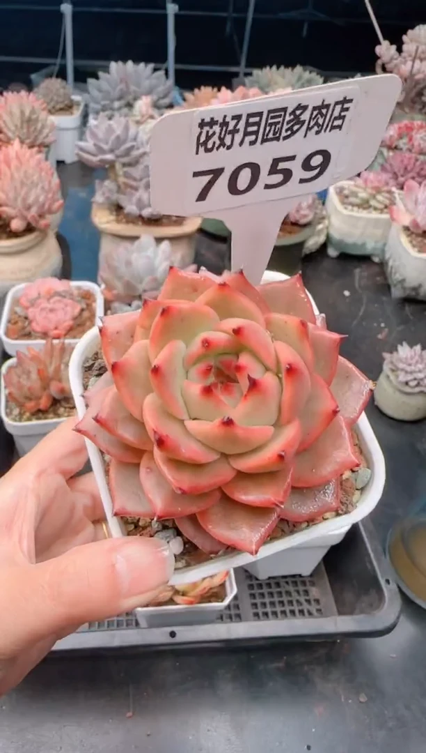 【闪购商品】7059.