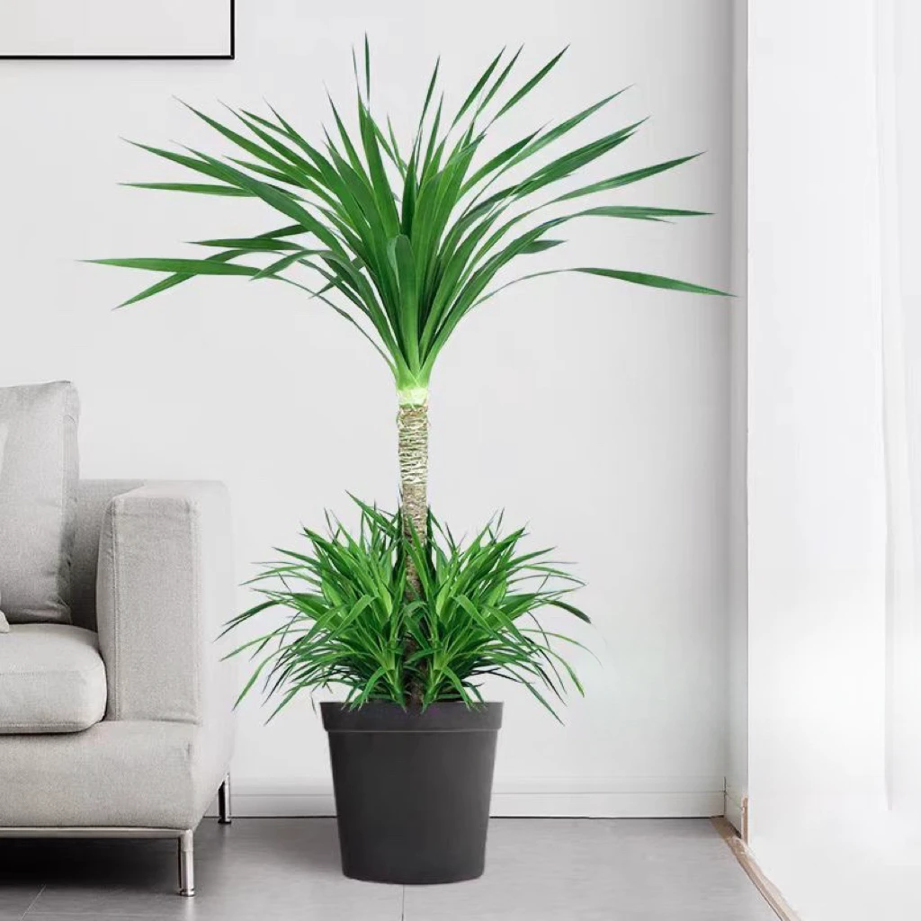 (一物一拍不包邮）龙血树绿植花卉